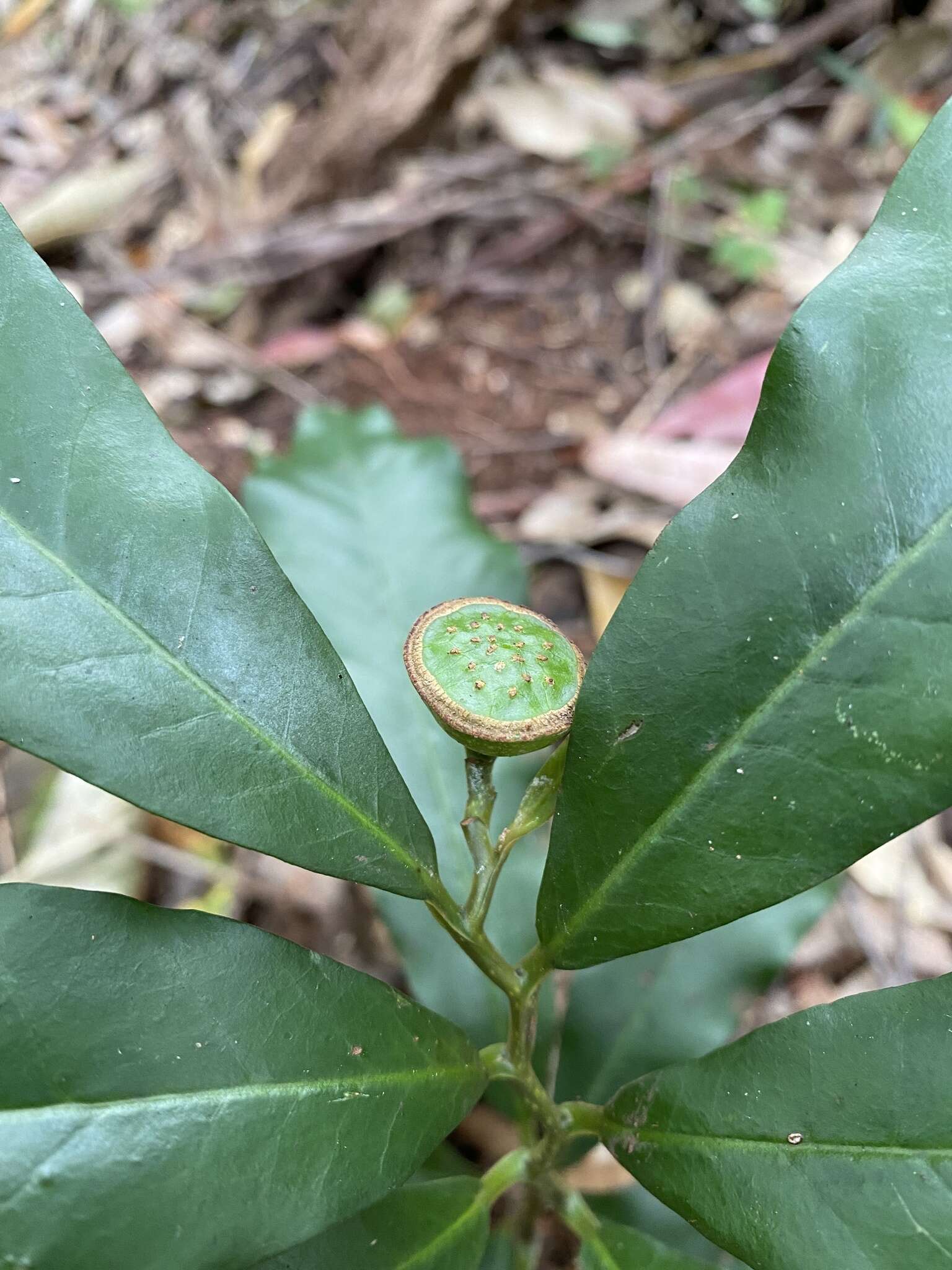 Sivun Eupomatia bennettii F. Müll. kuva