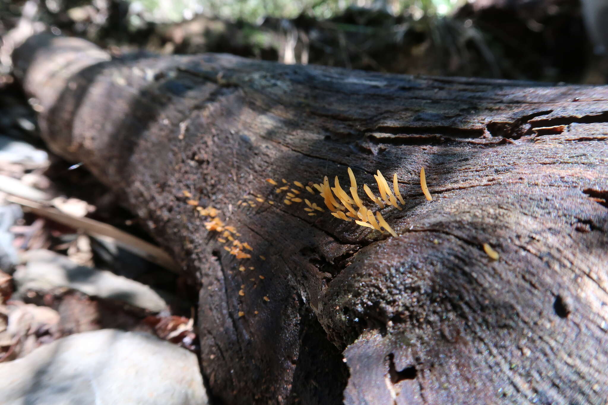 Image de Calocera guepinioides Berk. 1845