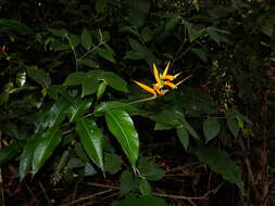 Image of Heliconia hirsuta L. fil.