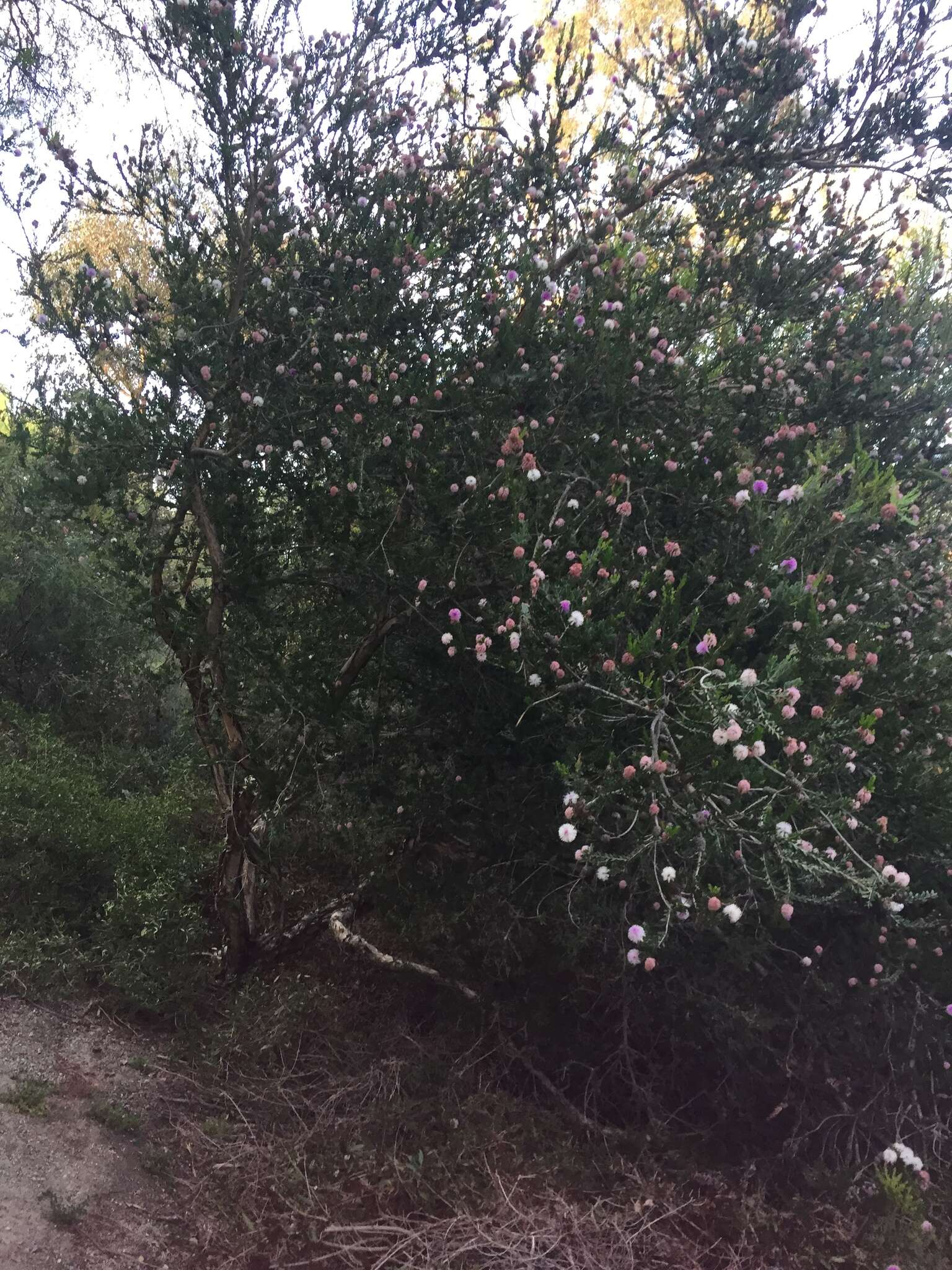 Image of Melaleuca nesophila F. Müll.