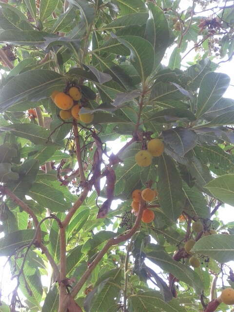 Imagem de Arbutus canariensis Duham.