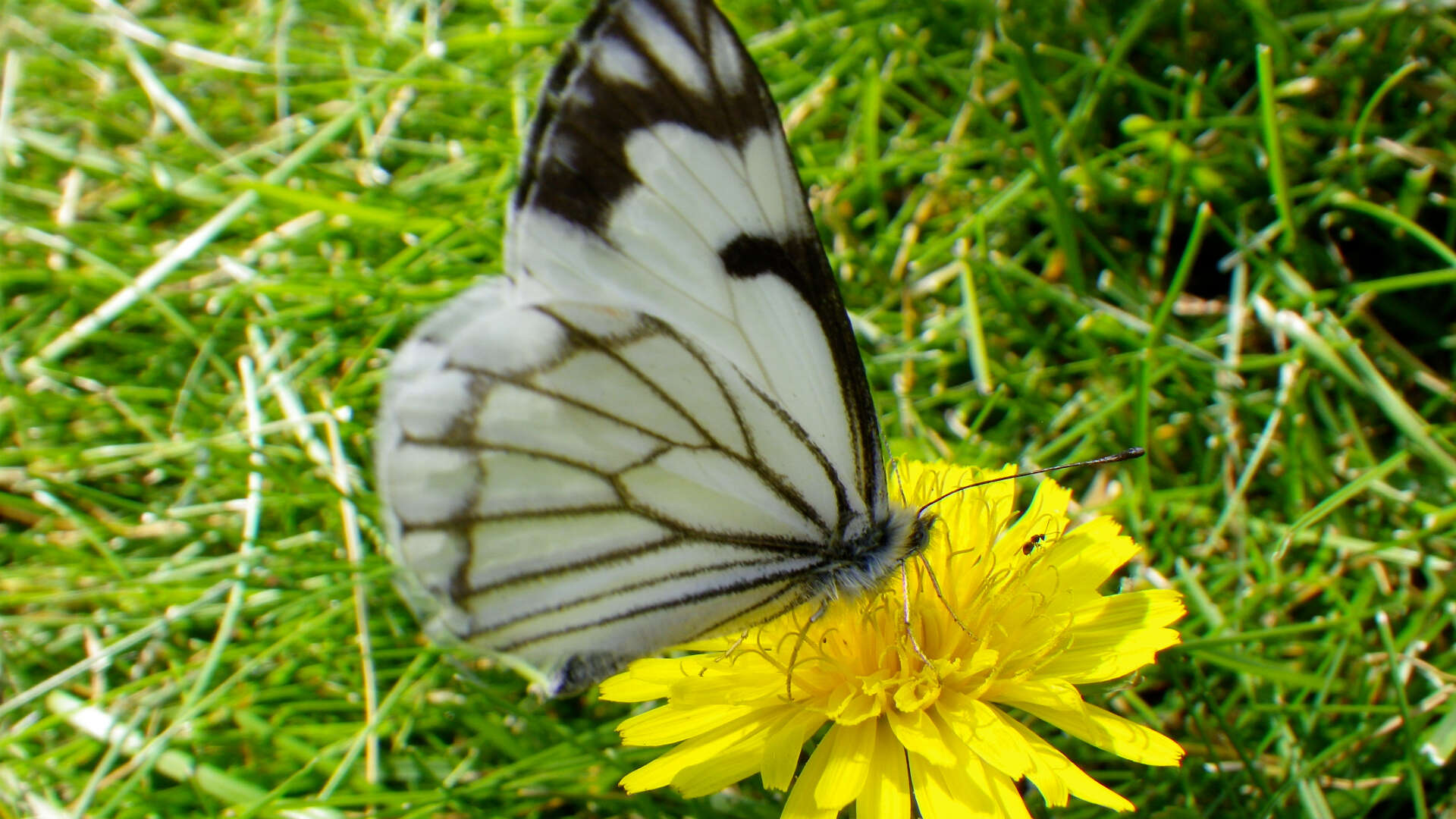 Image of Pine White