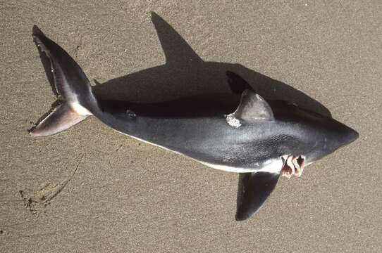 Image of Salmon Shark