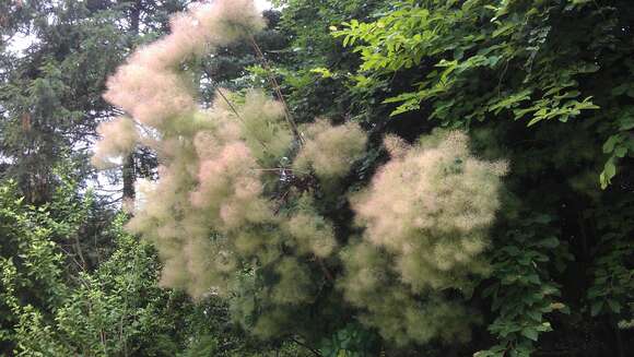 Image of European smoketree