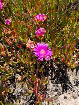 Plancia ëd Carpobrotus muirii (L. Bol.) L. Bol.