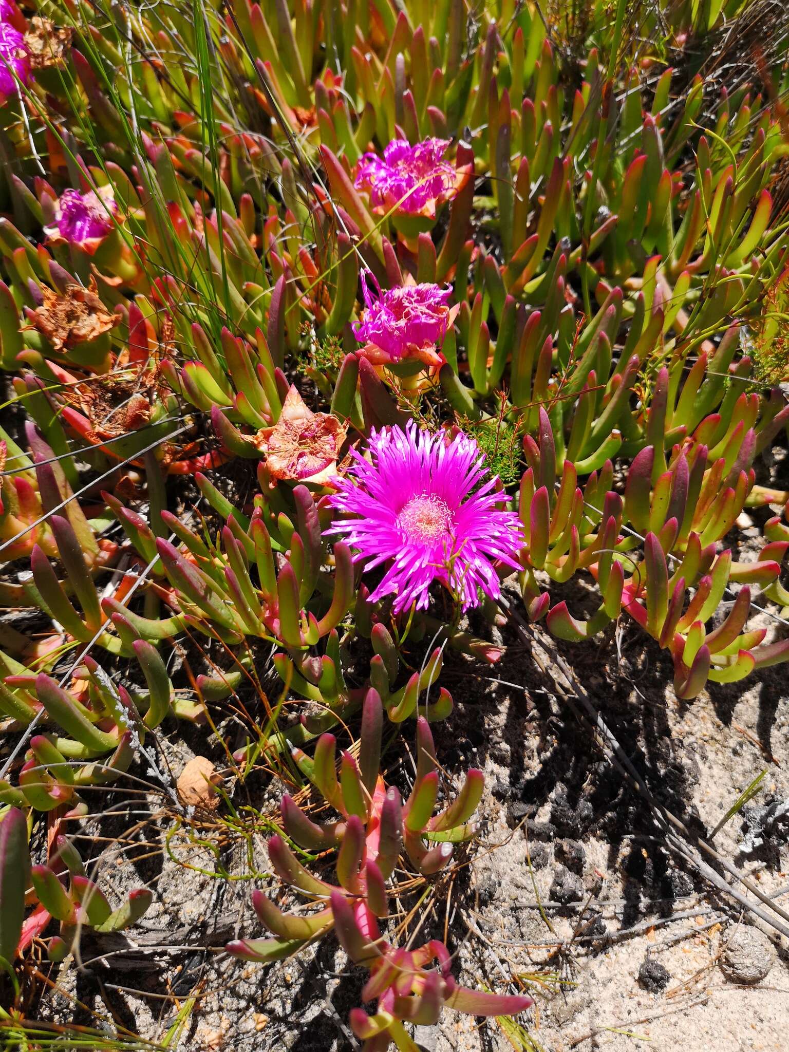 Image of Carpobrotus muirii (L. Bol.) L. Bol.