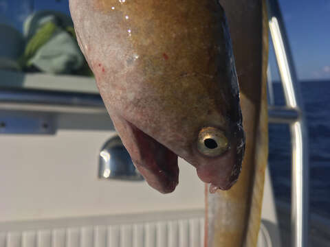 Image of King snake eel