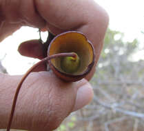 Image of Pseudobombax parvifolium Carv.-Sobr. & L. P. Queiroz