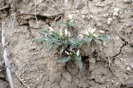 Image of Astragalus rupifragus Pall.