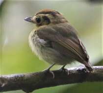 Image of White-throated Spadebill