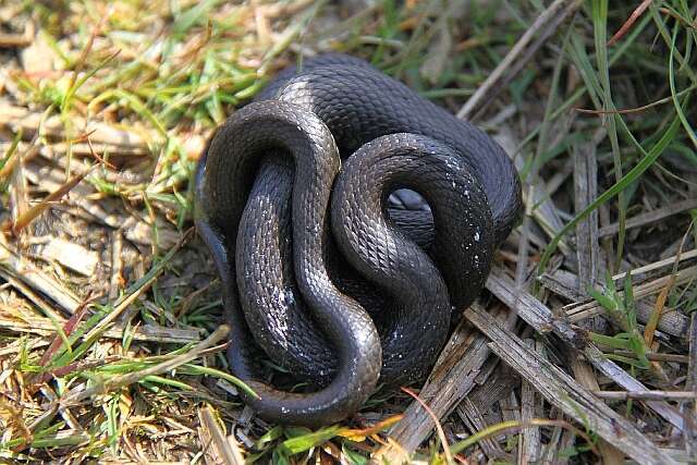 Image of Grass Snake