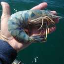 Image of Blue shrimp