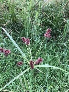 Image of Cyperus lucidus R. Br.