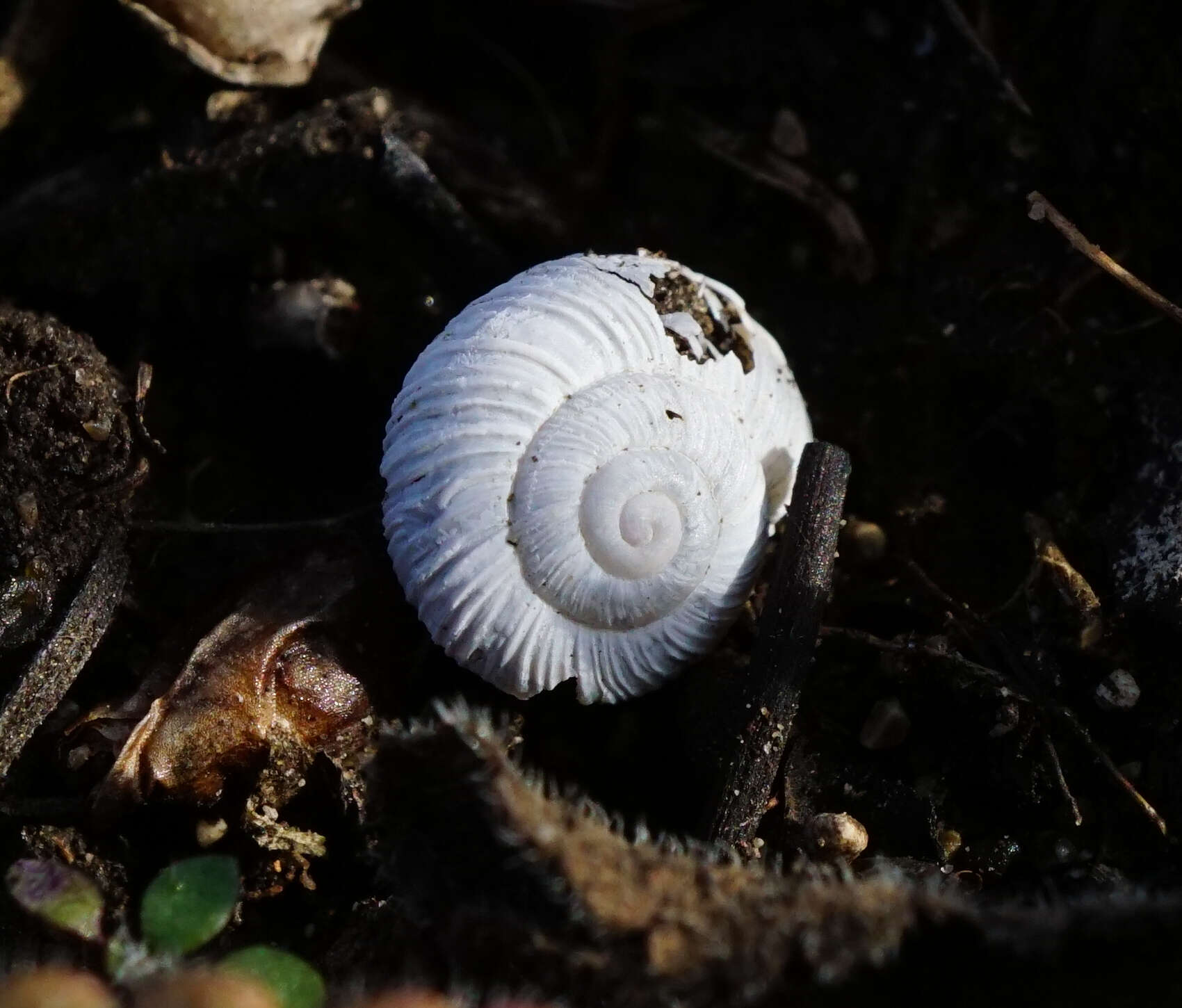 Image of Helicopsis austriaca E. Gittenberger 1969