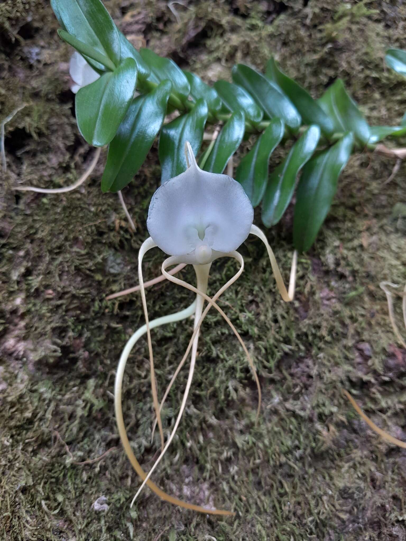 Imagem de Angraecum conchoglossum Schltr.