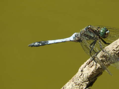 Image of White-tailed Skimmer