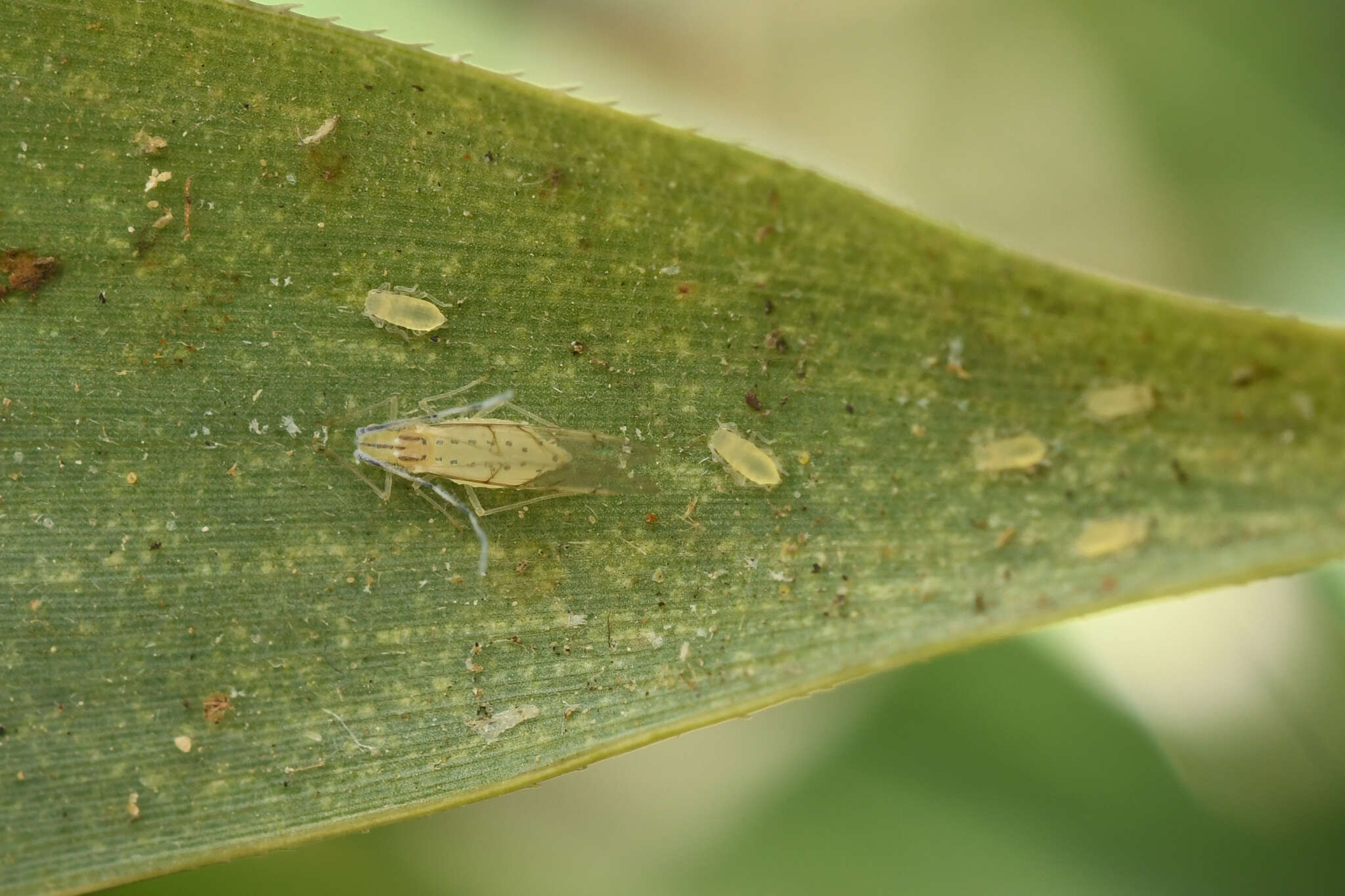 Image of Aphid