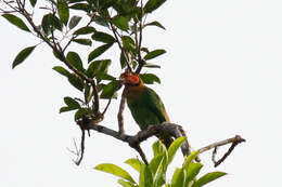 Image of Rose-faced Parrot