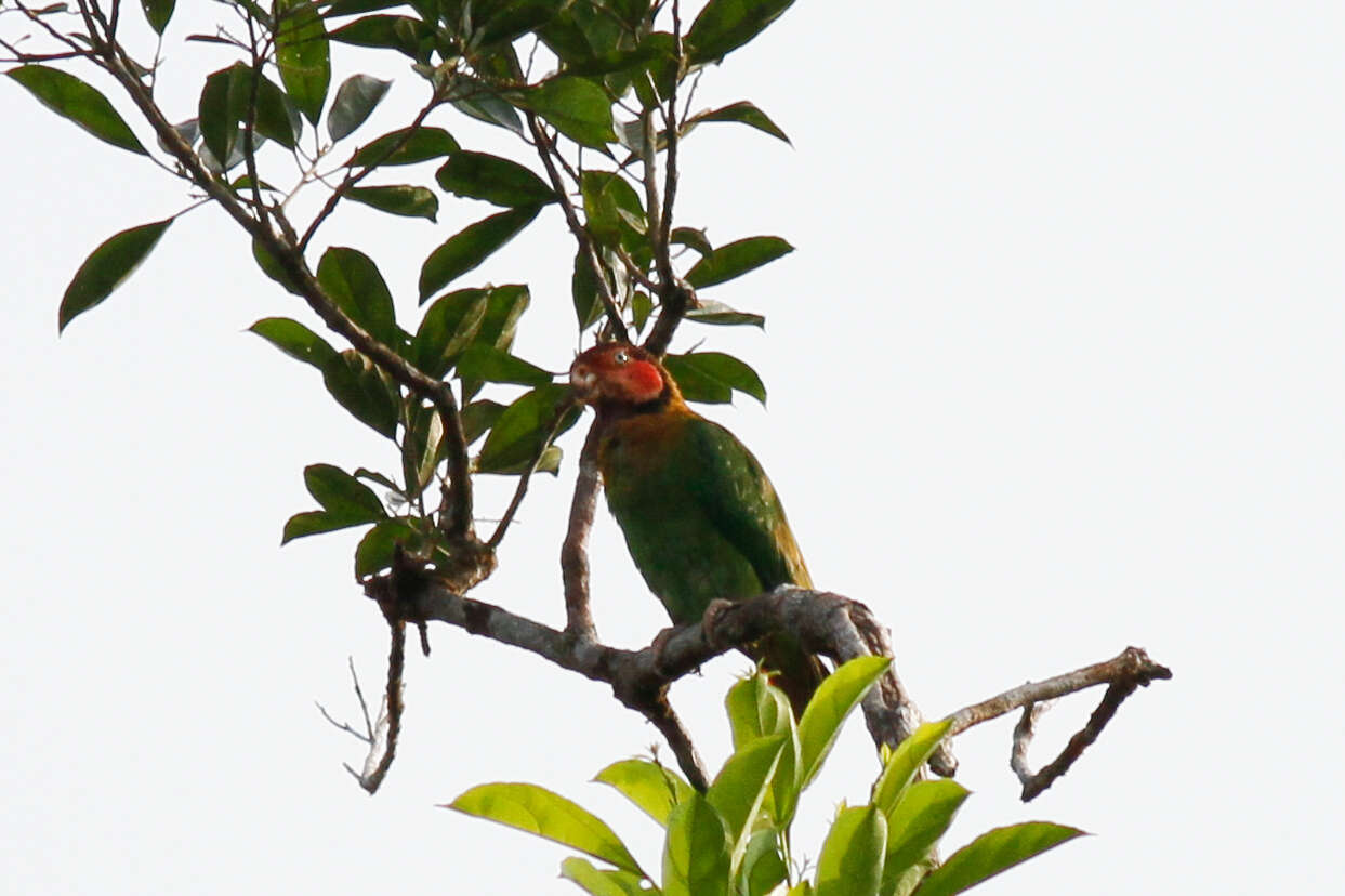 Image of Rose-faced Parrot