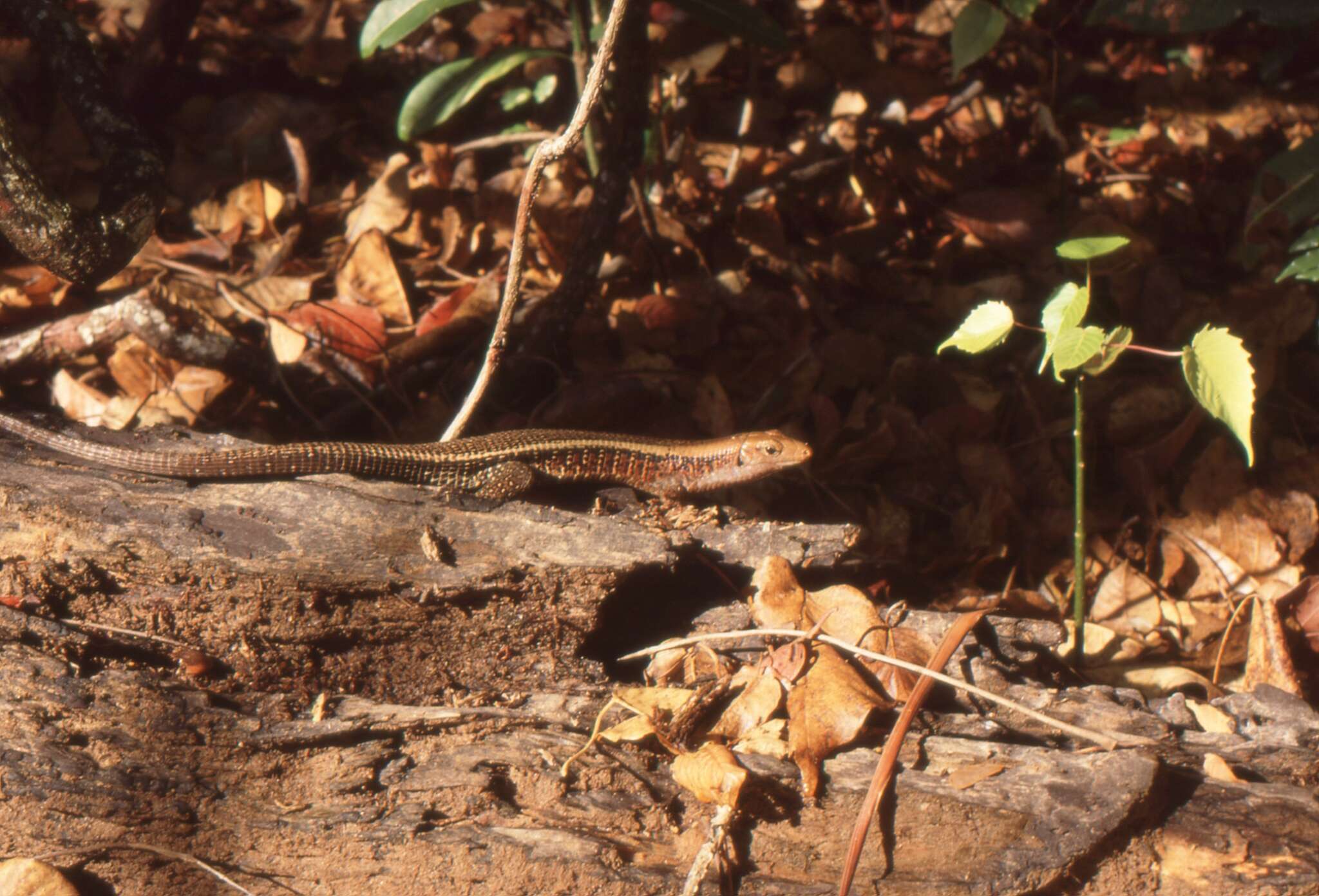 Image of western Girdled Lizard