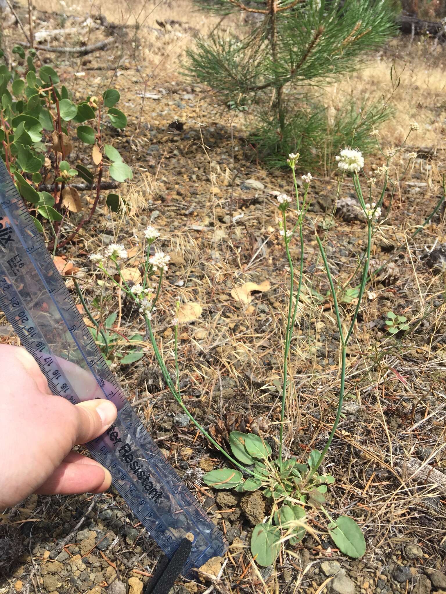 Eriogonum nudum var. nudum resmi