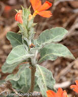 Imagem de Crossandra mucronata Lindau