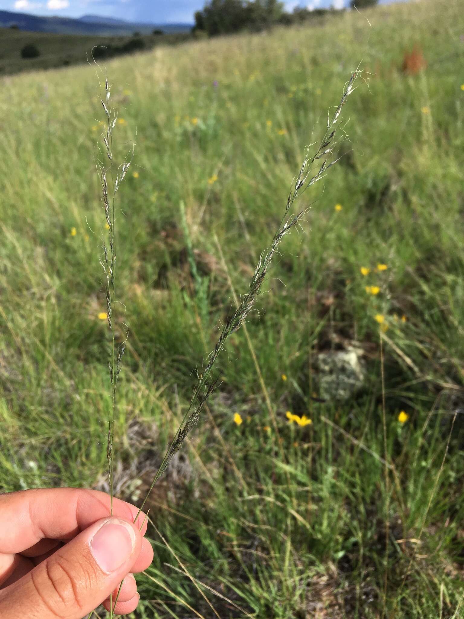 Image of mountain muhly