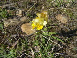 Freesia fergusoniae L. Bolus resmi