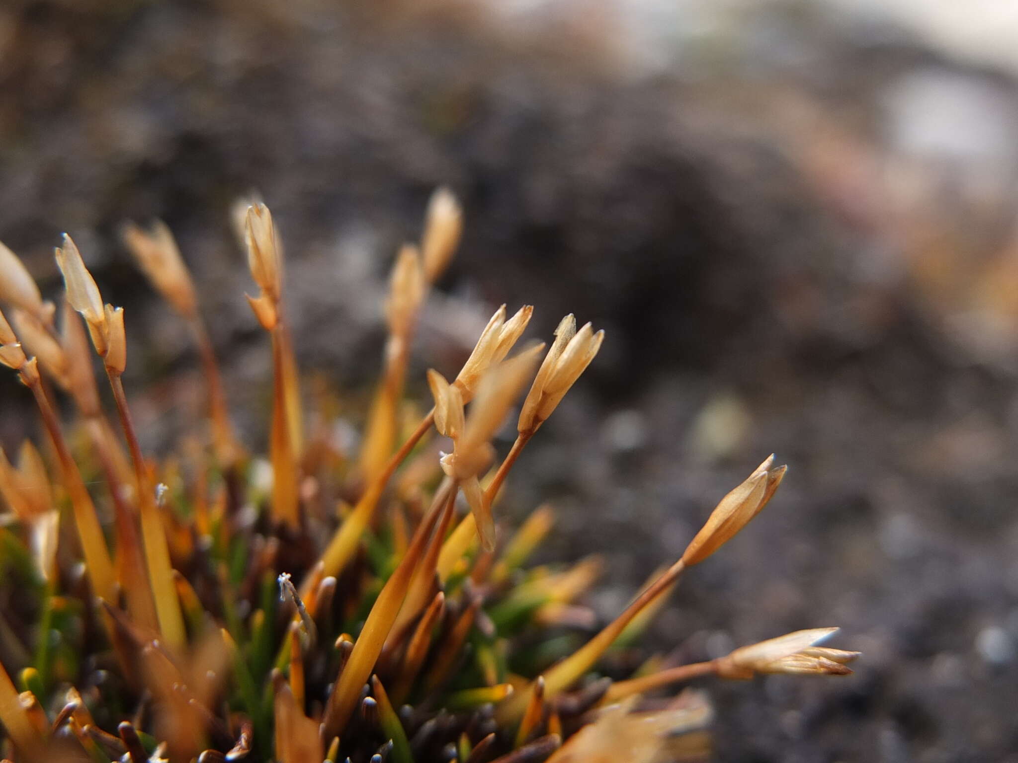 Image of Zameioscirpus muticus Dhooge & Goetgh.