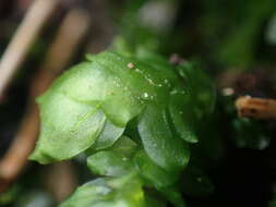 Image of Achrophyllum