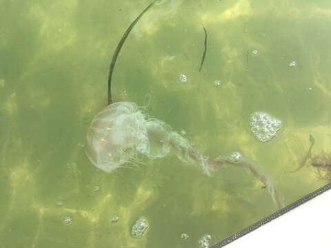 Image of Atlantic sea nettle