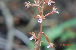 Image of Corallorhiza maculata var. maculata