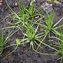 Image of Isoetes japonica A. Br.