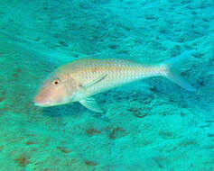 Image of Cinnabar goatfish