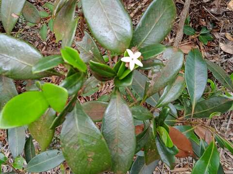 صورة Psychotria cardiochlamys (Baill.) Schltr.