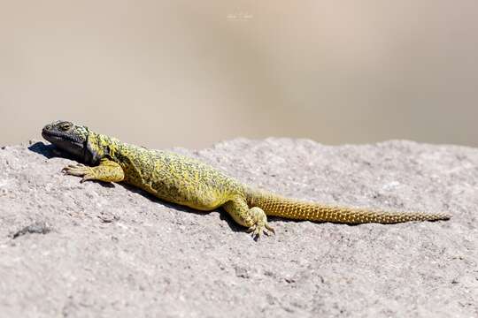 Image of Phymaturus loboi Troncoso-Palacios, Ferri-Yáñez, Laspiur & Aguilar 2019