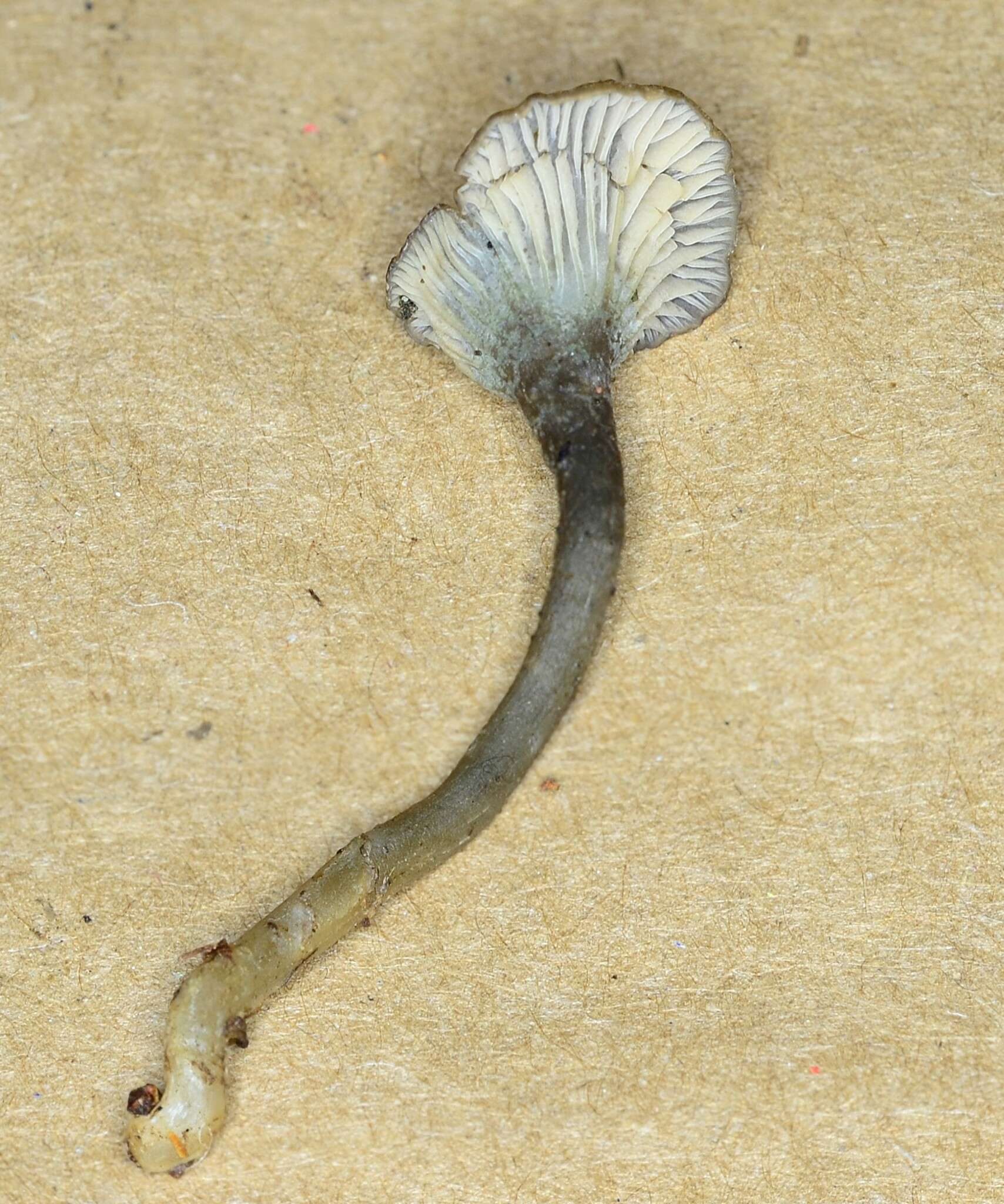 Imagem de Arrhenia chlorocyanea (Pat.) Redhead, Lutzoni, Moncalvo & Vilgalys 2002