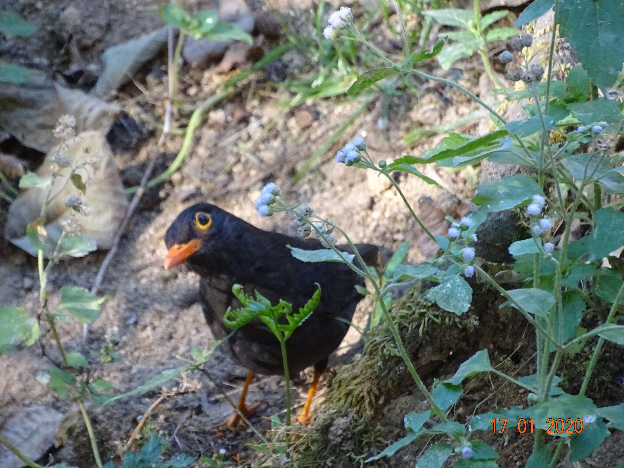 Image of Indian Blackbird