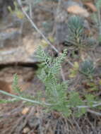 Image of Lavandula multifida L.