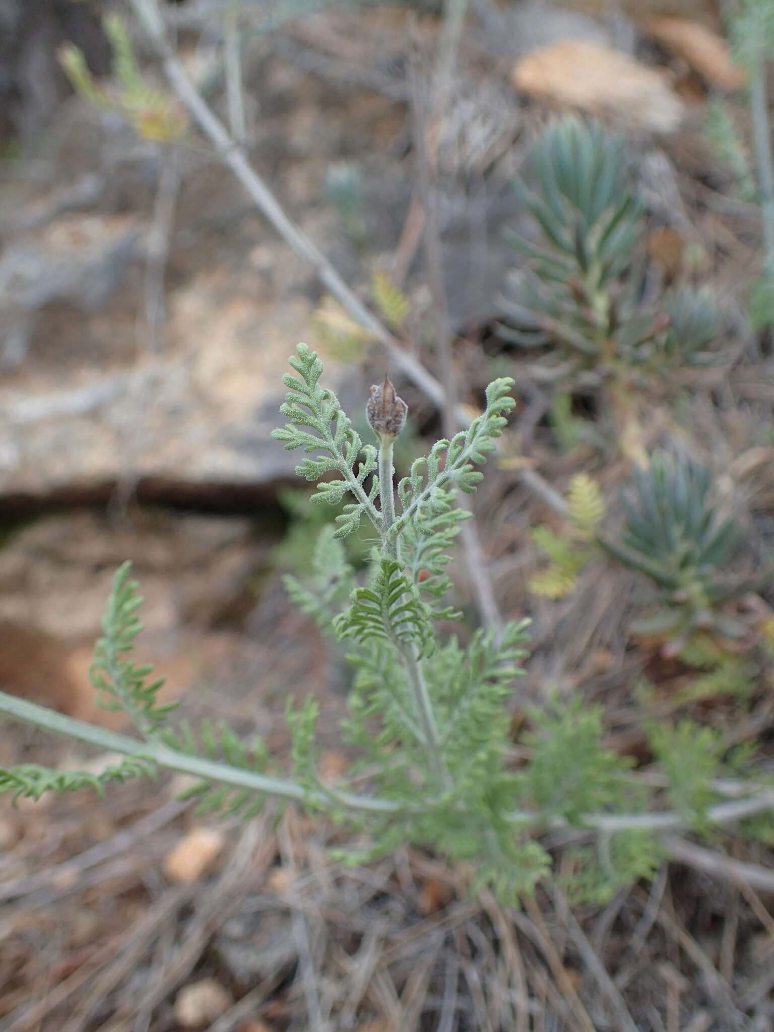 Image of Lavandula multifida L.