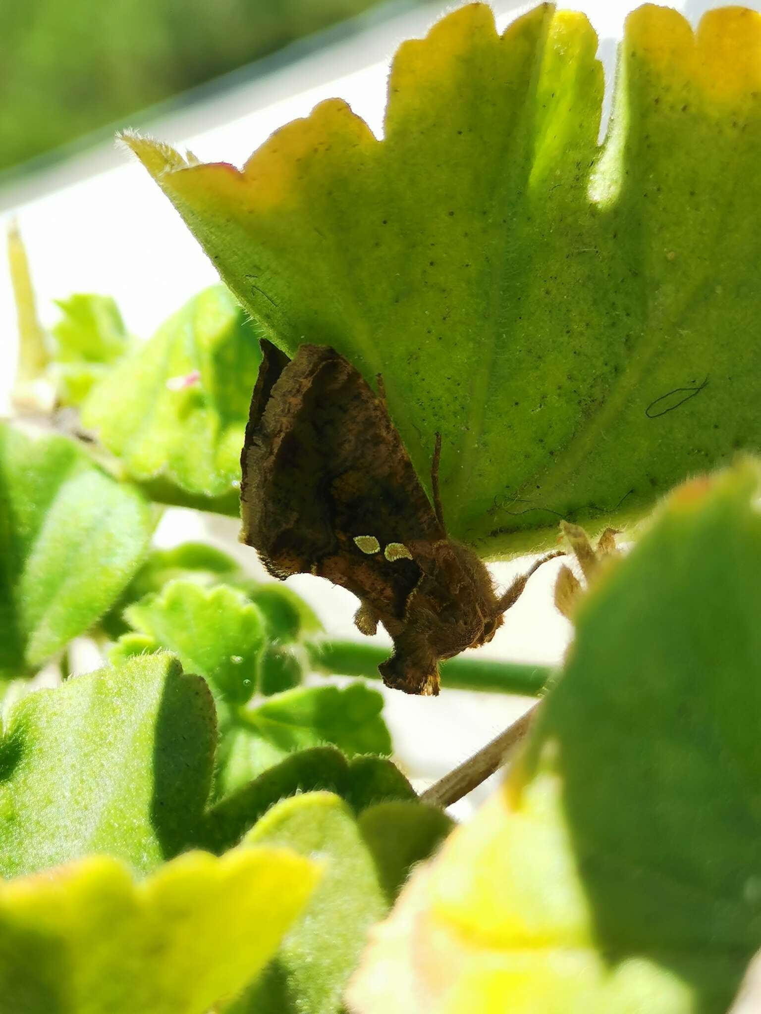 Image of Cutworm