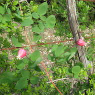 Image de Clematis texensis Buckl.