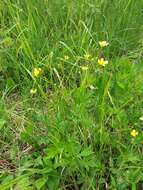 Ranunculus hispidus var. caricetorum (Greene) T. Duncan的圖片