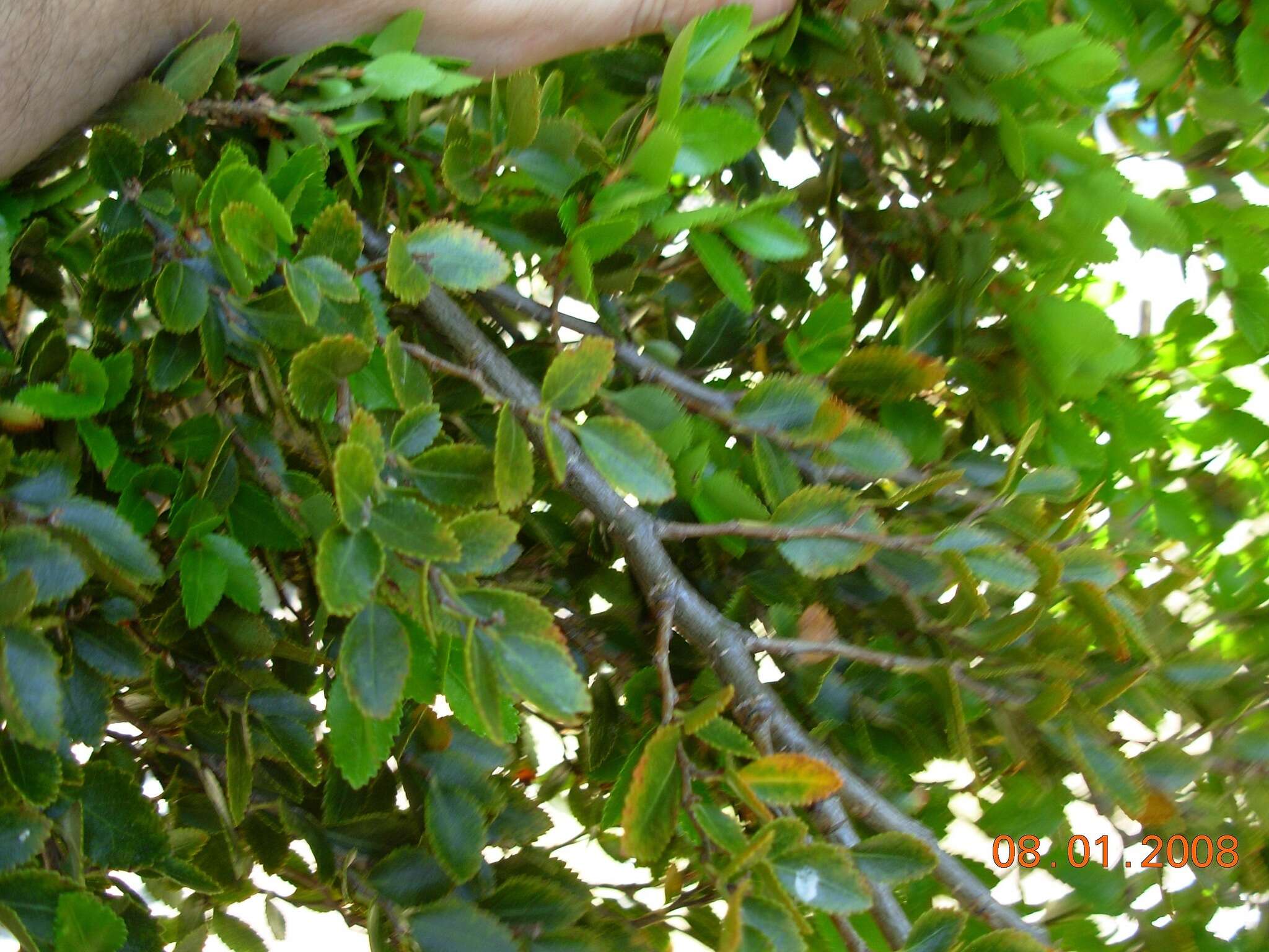 Image of Nothofagus betuloides (Mirb.) Oerst.