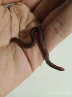 Image of Iberian Worm Lizard