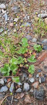 Слика од Potentilla crantzii subsp. gelida (C. A. Mey.) J. Soják