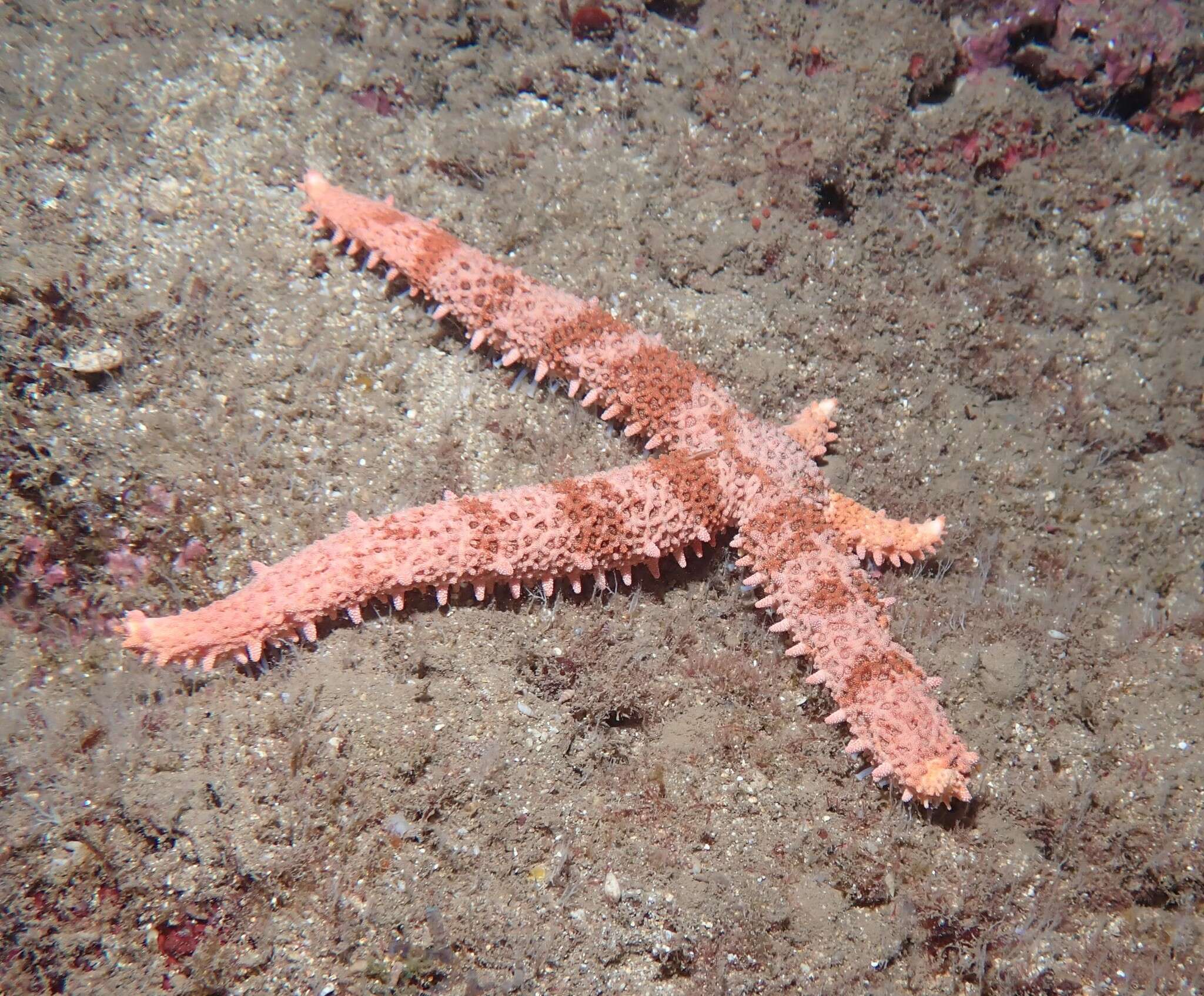 Image of Mithrodia fisheri Holly 1932