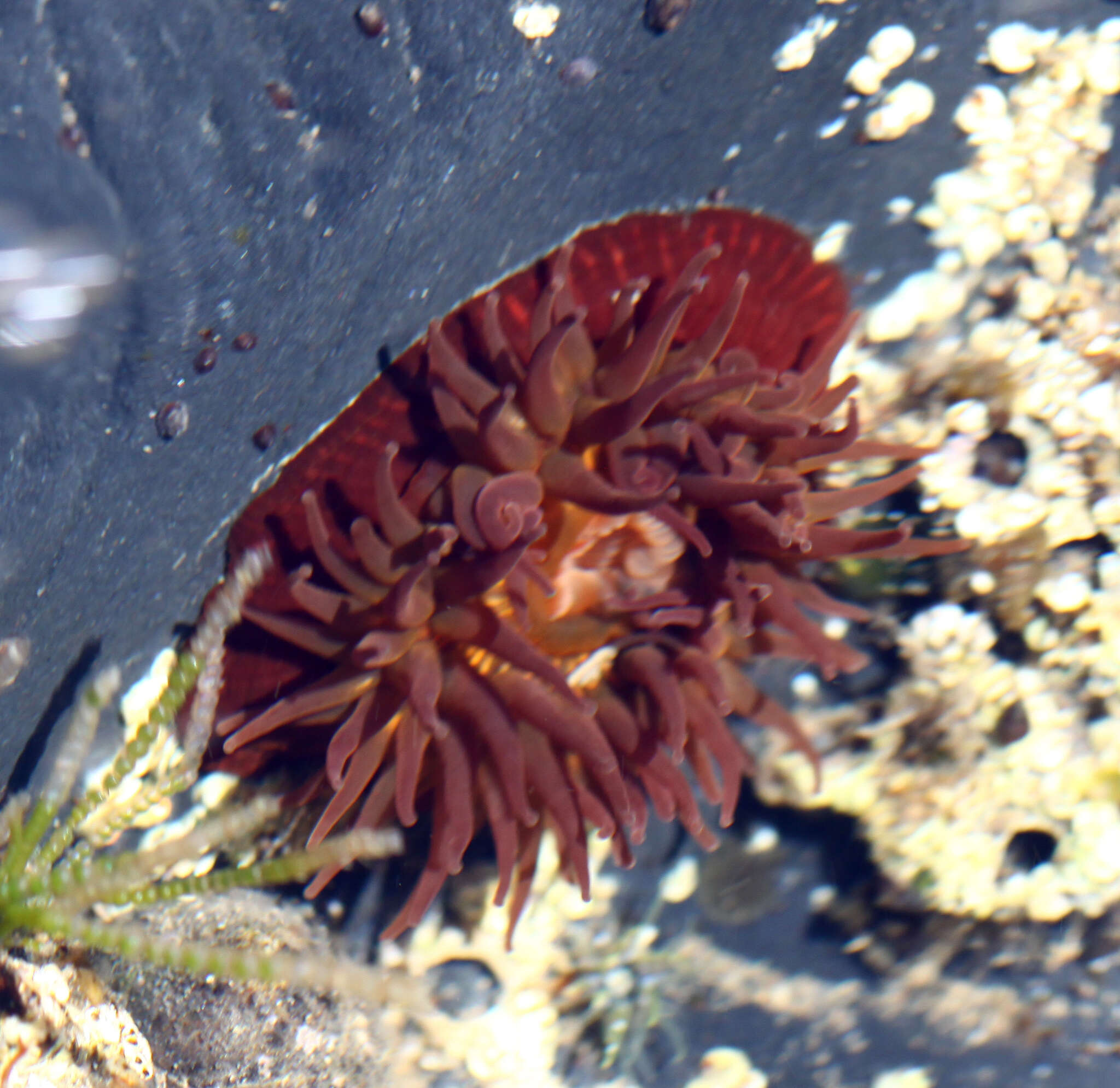 Image of Epiactis japonica (Verrill 1869)