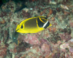 Image of Halfmoon Butterflyfish