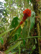 Image of Pitcairnia nigra (Carrière) André